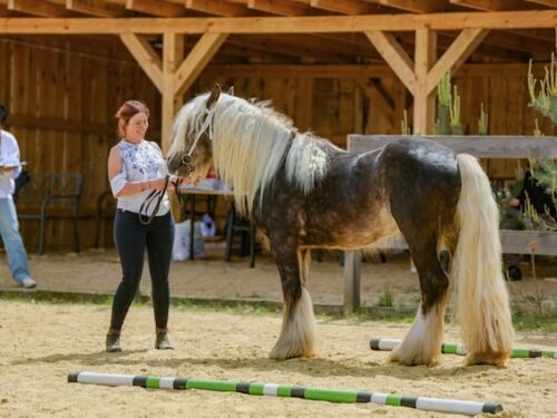 Przegląd hodowlany koni rasy Gypsy Cob w Sanogoszczy już 11 maja. To wyjątkowa promocja regionu