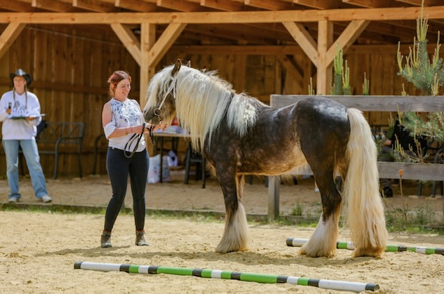 Przeglad koni Gypsy Cob Sanogoszcz 2025 kocham rawe