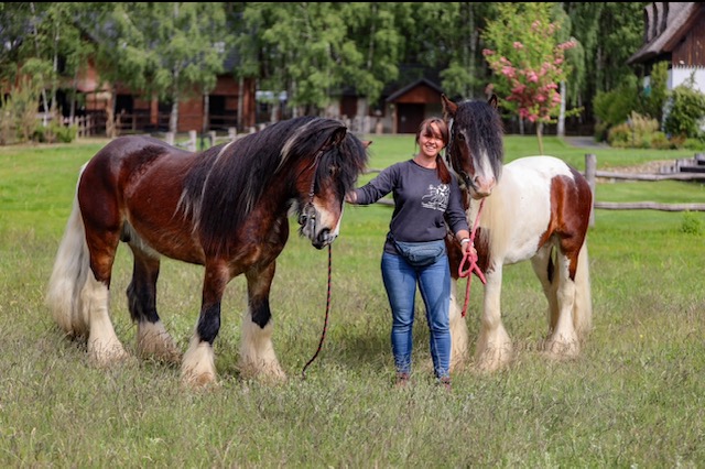 Przegląd koni Gypsy Cob Sanogoszcz 2025 kocham rawe Gmina Cieladz maj 2025