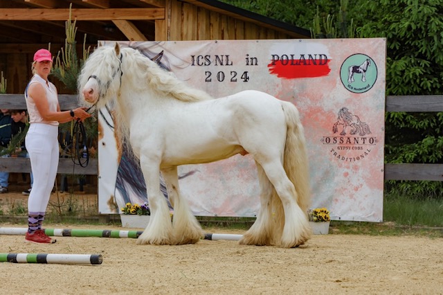 Przegląd koni Gypsy Cob Sanogoszcz 2025 kocham rawe Gmina Cieladz