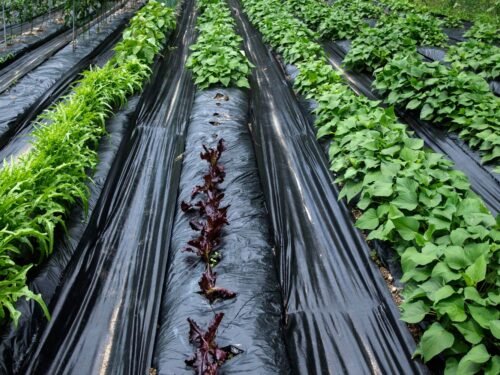 Wiosenne i jesienne zastosowanie agrowłókniny – jak chronić warzywa przed przymrozkami i chwastami?